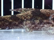画像3: 【通販 淡水魚】激レア スリナム共和国 リアルタライロン アイマラ マロニリバー産 ワイルド【個体販売】(±10cm)(生体)(熱帯魚)NKO (3)