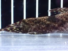 画像4: 【通販 淡水魚】激レア スリナム共和国 リアルタライロン アイマラ マロニリバー産 ワイルド【個体販売】(±10cm)(生体)(熱帯魚)NKO (4)