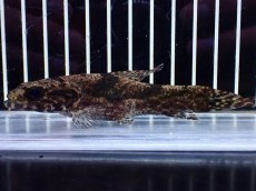 画像5: 【通販 淡水魚】激レア スリナム共和国 リアルタライロン アイマラ マロニリバー産 ワイルド【個体販売】(±10cm)(生体)(熱帯魚)NKO (5)