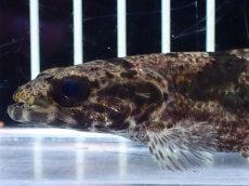 画像6: 【通販 淡水魚】激レア スリナム共和国 リアルタライロン アイマラ マロニリバー産 ワイルド【個体販売】(±10cm)(生体)(熱帯魚)NKO (6)