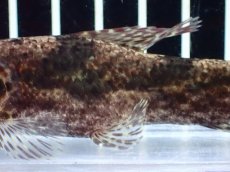 画像7: 【通販 淡水魚】激レア スリナム共和国 リアルタライロン アイマラ マロニリバー産 ワイルド【個体販売】(±10cm)(生体)(熱帯魚)NKO (7)