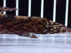 画像8: 【通販 淡水魚】激レア スリナム共和国 リアルタライロン アイマラ マロニリバー産 ワイルド【個体販売】(±10cm)(生体)(熱帯魚)NKO (8)