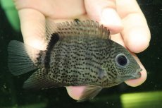 画像1: 【通販 淡水魚】ヘロス エファシアータス トカンチンス産 ワイルド【個体販売】(±9cm)(大型魚)(生体)(熱帯魚)NKO (1)