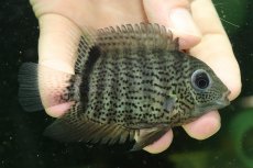 画像2: 【通販 淡水魚】ヘロス エファシアータス トカンチンス産 ワイルド【個体販売】(±9cm)(大型魚)(生体)(熱帯魚)NKO (2)