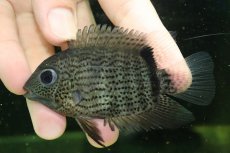 画像3: 【通販 淡水魚】ヘロス エファシアータス トカンチンス産 ワイルド【個体販売】(±9cm)(大型魚)(生体)(熱帯魚)NKO (3)