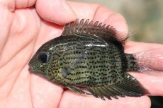 画像4: 【通販 淡水魚】ヘロス エファシアータス トカンチンス産 ワイルド【個体販売】(±9cm)(大型魚)(生体)(熱帯魚)NKO (4)