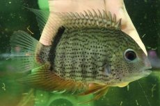 画像1: 【通販 淡水魚】大特価 ターコイズセベラム プルス産 ワイルド【個体販売】(±16cm)(大型魚)(生体)(熱帯魚)NKO (1)