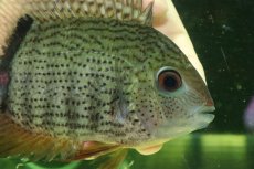 画像2: 【通販 淡水魚】大特価 ターコイズセベラム プルス産 ワイルド【個体販売】(±16cm)(大型魚)(生体)(熱帯魚)NKO (2)