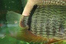 画像3: 【通販 淡水魚】大特価 ターコイズセベラム プルス産 ワイルド【個体販売】(±16cm)(大型魚)(生体)(熱帯魚)NKO (3)