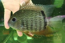 画像4: 【通販 淡水魚】大特価 ターコイズセベラム プルス産 ワイルド【個体販売】(±16cm)(大型魚)(生体)(熱帯魚)NKO (4)