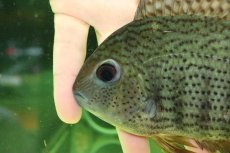 画像5: 【通販 淡水魚】大特価 ターコイズセベラム プルス産 ワイルド【個体販売】(±16cm)(大型魚)(生体)(熱帯魚)NKO (5)