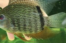 画像6: 【通販 淡水魚】大特価 ターコイズセベラム プルス産 ワイルド【個体販売】(±16cm)(大型魚)(生体)(熱帯魚)NKO (6)