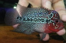 画像1: 【通販 淡水魚】大特価 上物個体 No1 フラワーホーン【個体販売】(±10cm)(大型魚)(生体)(熱帯魚)NKO (1)