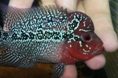 画像2: 【通販 淡水魚】大特価 上物個体 No1 フラワーホーン【個体販売】(±10cm)(大型魚)(生体)(熱帯魚)NKO (2)