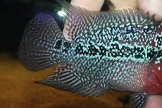 画像3: 【通販 淡水魚】大特価 上物個体 No1 フラワーホーン【個体販売】(±10cm)(大型魚)(生体)(熱帯魚)NKO (3)