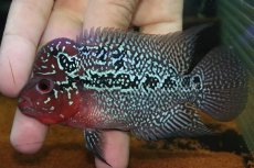 画像4: 【通販 淡水魚】大特価 上物個体 No1 フラワーホーン【個体販売】(±10cm)(大型魚)(生体)(熱帯魚)NKO (4)
