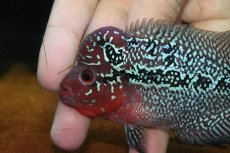 画像5: 【通販 淡水魚】大特価 上物個体 No1 フラワーホーン【個体販売】(±10cm)(大型魚)(生体)(熱帯魚)NKO (5)