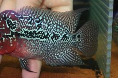 画像6: 【通販 淡水魚】大特価 上物個体 No1 フラワーホーン【個体販売】(±10cm)(大型魚)(生体)(熱帯魚)NKO (6)