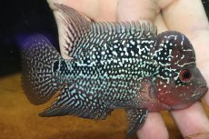 画像1: 【通販 淡水魚】大特価 上物個体 No2 フラワーホーン【個体販売】(±10cm)(大型魚)(生体)(熱帯魚)NKO (1)