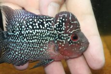 画像2: 【通販 淡水魚】大特価 上物個体 No2 フラワーホーン【個体販売】(±10cm)(大型魚)(生体)(熱帯魚)NKO (2)