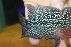 画像3: 【通販 淡水魚】大特価 上物個体 No2 フラワーホーン【個体販売】(±10cm)(大型魚)(生体)(熱帯魚)NKO (3)