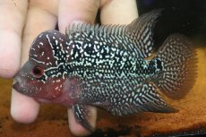 画像4: 【通販 淡水魚】大特価 上物個体 No2 フラワーホーン【個体販売】(±10cm)(大型魚)(生体)(熱帯魚)NKO (4)