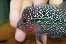 画像5: 【通販 淡水魚】大特価 上物個体 No2 フラワーホーン【個体販売】(±10cm)(大型魚)(生体)(熱帯魚)NKO (5)
