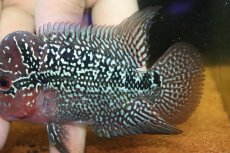 画像6: 【通販 淡水魚】大特価 上物個体 No2 フラワーホーン【個体販売】(±10cm)(大型魚)(生体)(熱帯魚)NKO (6)