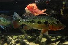 画像1: 【通販 淡水魚】激レア 極赤 キクラ フォーゴ サンベネジット産 ワイルド【個体販売】(±19-20cm)(大型魚)(生体)(熱帯魚)NKO (1)