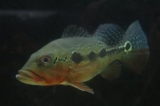 画像2: 【通販 淡水魚】激レア 極赤 キクラ フォーゴ サンベネジット産 ワイルド【個体販売】(±19-20cm)(大型魚)(生体)(熱帯魚)NKO (2)