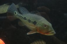 画像3: 【通販 淡水魚】激レア 極赤 キクラ フォーゴ サンベネジット産 ワイルド【個体販売】(±19-20cm)(大型魚)(生体)(熱帯魚)NKO (3)