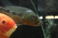 画像4: 【通販 淡水魚】激レア 極赤 キクラ フォーゴ サンベネジット産 ワイルド【個体販売】(±19-20cm)(大型魚)(生体)(熱帯魚)NKO (4)
