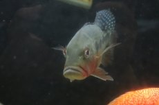 画像5: 【通販 淡水魚】激レア 極赤 キクラ フォーゴ サンベネジット産 ワイルド【個体販売】(±19-20cm)(大型魚)(生体)(熱帯魚)NKO (5)