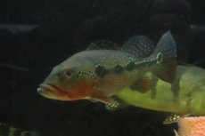 画像6: 【通販 淡水魚】激レア 極赤 キクラ フォーゴ サンベネジット産 ワイルド【個体販売】(±19-20cm)(大型魚)(生体)(熱帯魚)NKO (6)