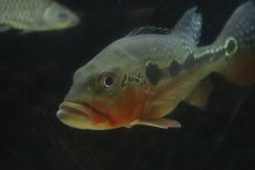 画像7: 【通販 淡水魚】激レア 極赤 キクラ フォーゴ サンベネジット産 ワイルド【個体販売】(±19-20cm)(大型魚)(生体)(熱帯魚)NKO (7)