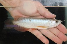 画像1: 【淡水魚】【通販】セレクト個体 証明書付き 過背金龍(クロスバッグゴールデン)登録番号250-005069【個体販売】【アジアアロワナ】(±14cm)(大型魚)(生体)(熱帯魚)NKO (1)