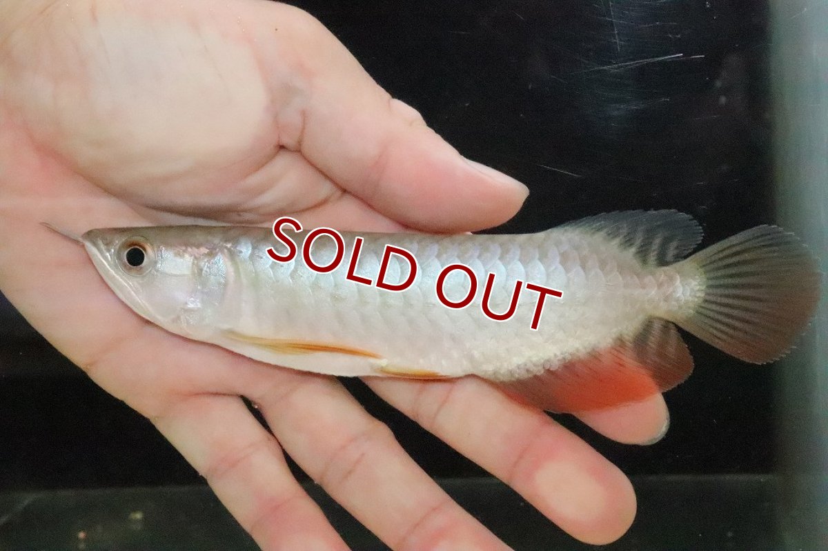 画像2: 【淡水魚】【通販】セレクト個体 証明書付き 過背金龍(クロスバッグゴールデン)登録番号250-005069【個体販売】【アジアアロワナ】(±14cm)(大型魚)(生体)(熱帯魚)NKO (2)