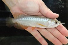 画像1: 【淡水魚】【通販】セレクト個体 証明書付き 過背金龍(クロスバッグゴールデン)登録番号250-005081【個体販売】【アジアアロワナ】(±14cm)(大型魚)(生体)(熱帯魚)NKO (1)
