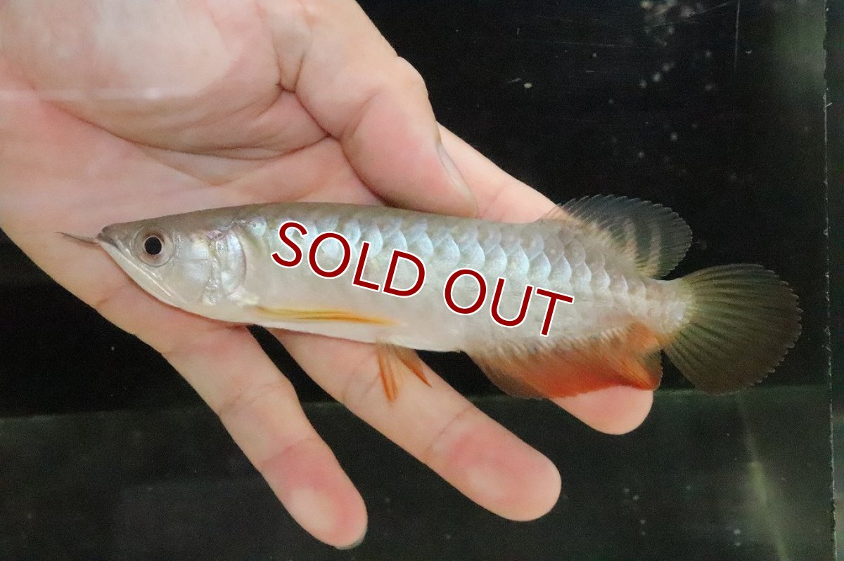 画像2: 【淡水魚】【通販】セレクト個体 証明書付き 過背金龍(クロスバッグゴールデン)登録番号250-005081【個体販売】【アジアアロワナ】(±14cm)(大型魚)(生体)(熱帯魚)NKO (2)