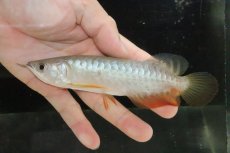 画像2: 【淡水魚】【通販】セレクト個体 証明書付き 過背金龍(クロスバッグゴールデン)登録番号250-005081【個体販売】【アジアアロワナ】(±14cm)(大型魚)(生体)(熱帯魚)NKO (2)