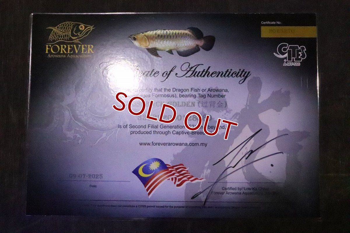 画像3: 【淡水魚】【通販】セレクト個体 証明書付き 過背金龍(クロスバッグゴールデン)登録番号250-005081【個体販売】【アジアアロワナ】(±14cm)(大型魚)(生体)(熱帯魚)NKO (3)