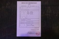 画像4: 【淡水魚】【通販】セレクト個体 証明書付き 過背金龍(クロスバッグゴールデン)登録番号250-005081【個体販売】【アジアアロワナ】(±14cm)(大型魚)(生体)(熱帯魚)NKO (4)