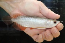 画像1: 【淡水魚】【通販】セレクト個体 証明書付き 過背金龍(クロスバッグゴールデン)登録番号250-005078【個体販売】【アジアアロワナ】(±14cm)(大型魚)(生体)(熱帯魚)NKO (1)