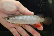 画像2: 【淡水魚】【通販】セレクト個体 証明書付き 過背金龍(クロスバッグゴールデン)登録番号250-005078【個体販売】【アジアアロワナ】(±14cm)(大型魚)(生体)(熱帯魚)NKO (2)