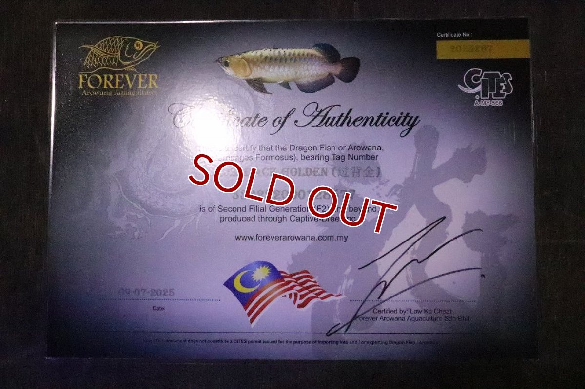 画像3: 【淡水魚】【通販】セレクト個体 証明書付き 過背金龍(クロスバッグゴールデン)登録番号250-005078【個体販売】【アジアアロワナ】(±14cm)(大型魚)(生体)(熱帯魚)NKO (3)