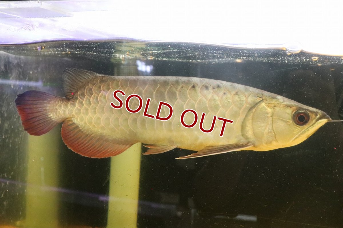 画像1: 【淡水魚】【通販】今回限定爆安 上物個体 ゴールドヘッド 過背金龍 アジアアロワナ 証明書付き 登録番号250-009463【個体販売】(±32cm)(大型魚)(生体)(熱帯魚)NKO (1)