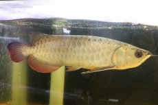 画像1: 【淡水魚】【通販】上物個体 ゴールドヘッド 過背金龍 アジアアロワナ 証明書付き 登録番号250-009463【個体販売】(±32cm)(大型魚)(生体)(熱帯魚)NKO (1)