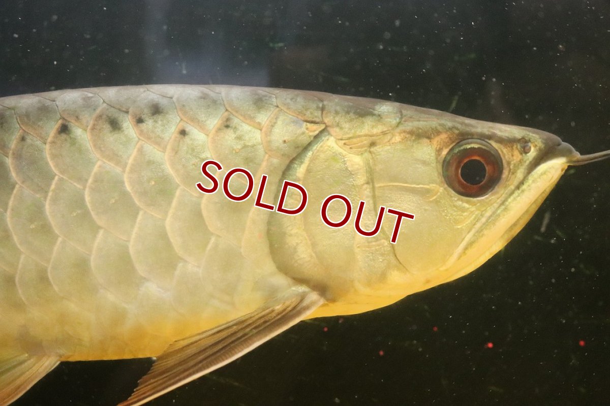 画像2: 【淡水魚】【通販】今回限定爆安 上物個体 ゴールドヘッド 過背金龍 アジアアロワナ 証明書付き 登録番号250-009463【個体販売】(±32cm)(大型魚)(生体)(熱帯魚)NKO (2)