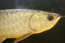 画像2: 【淡水魚】【通販】上物個体 ゴールドヘッド 過背金龍 アジアアロワナ 証明書付き 登録番号250-009463【個体販売】(±32cm)(大型魚)(生体)(熱帯魚)NKO (2)