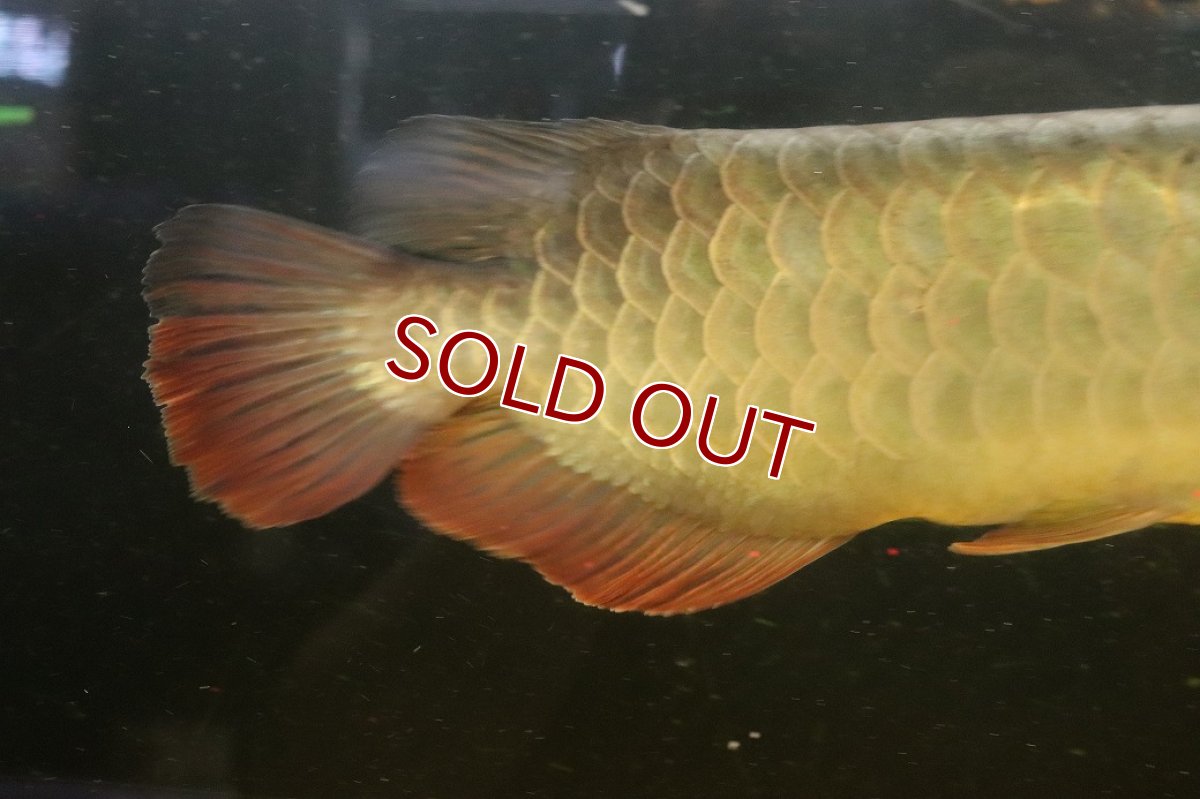 画像3: 【淡水魚】【通販】今回限定爆安 上物個体 ゴールドヘッド 過背金龍 アジアアロワナ 証明書付き 登録番号250-009463【個体販売】(±32cm)(大型魚)(生体)(熱帯魚)NKO (3)